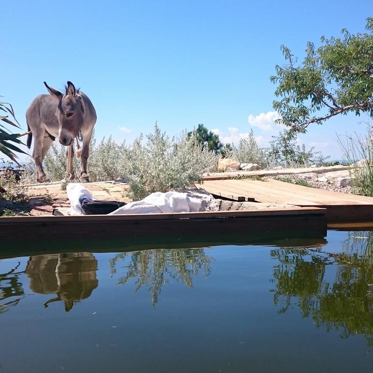 Villa Suzi Donkey Farm With Seaview Smrika Exterior photo