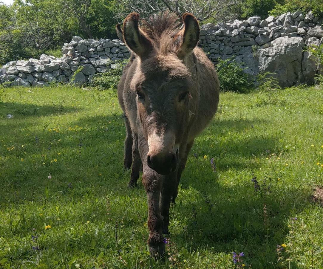 Villa Suzi Donkey Farm With Seaview Smrika Exterior photo