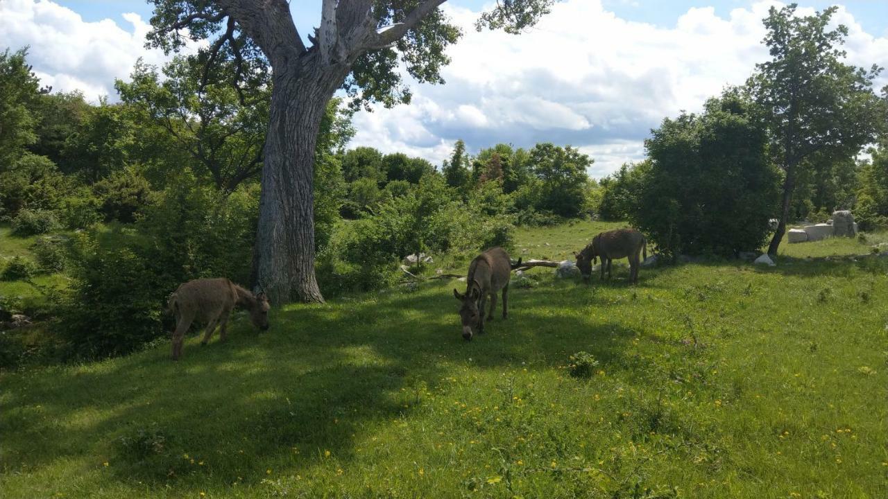 Villa Suzi Donkey Farm With Seaview Smrika Exterior photo